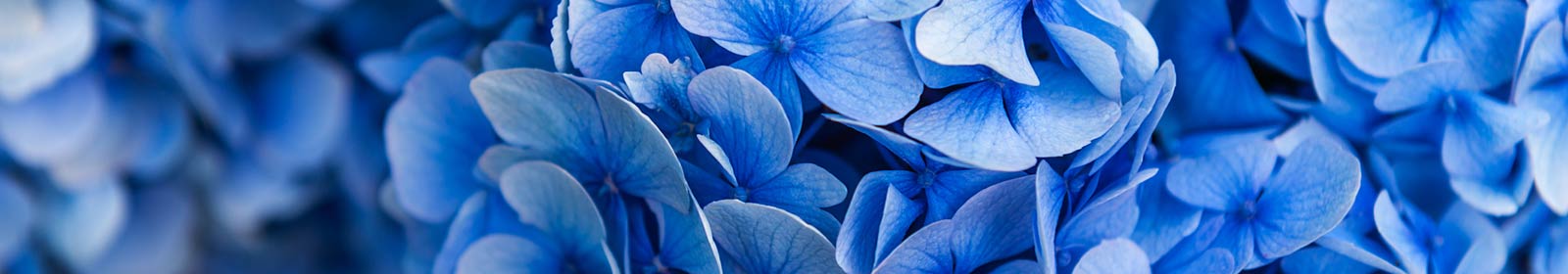 Hydrangea flower petals.