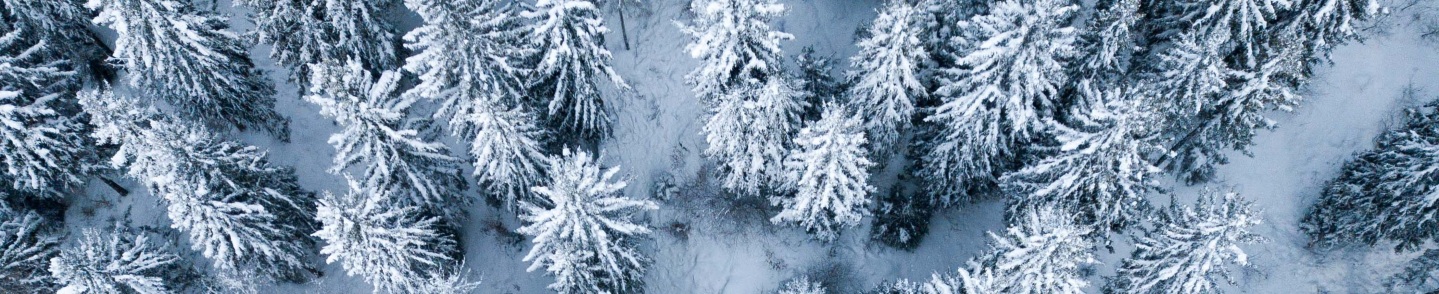 Snow-covered trees